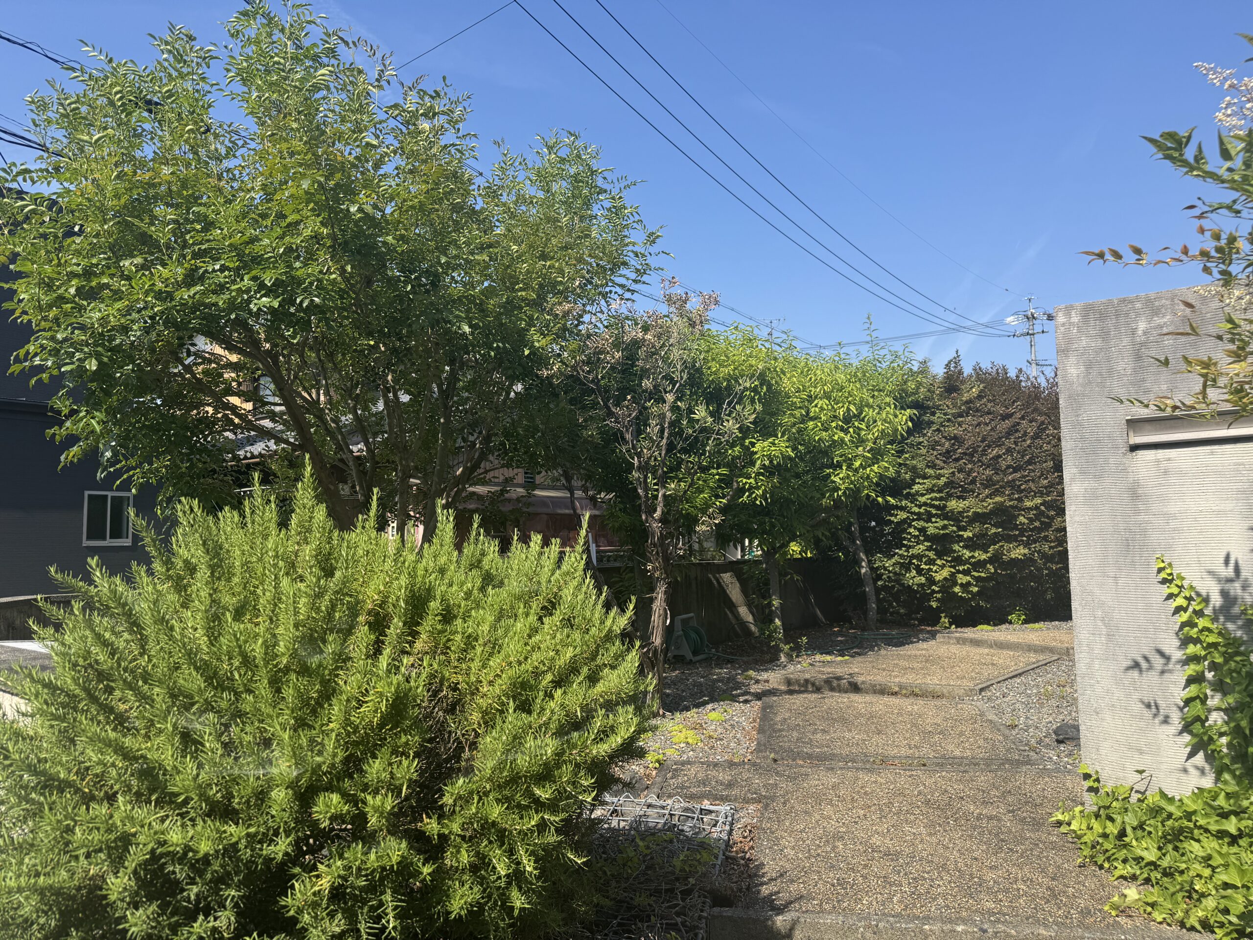 安八町　剪定