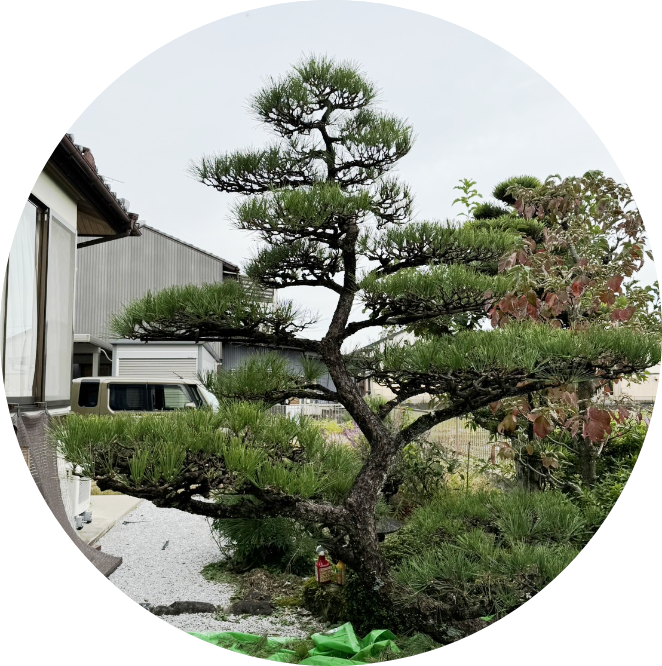 剪定・伐採